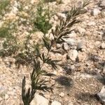 Trisetum paniceum 花