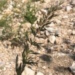 Trisetaria panicea Blüte