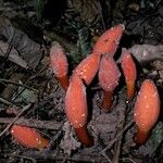 Balanophora fungosa Blomst