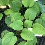 Hosta × tardiva Leaf