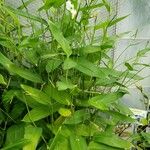 Maranta arundinacea Celota