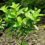 Hydrangea paniculata Habitat