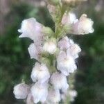 Linaria nivea Žiedas