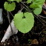 Doronicum columnae Leaf