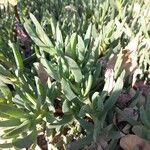 Carpobrotus edulis Blatt