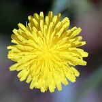 Crepis commutata Flower