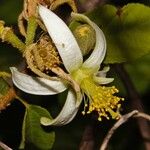 Grewia stolzii Flor