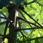 Cecropia peltata Feuille