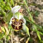 Ophrys umbilicata Flor