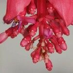 Medinilla magnifica Ďalší