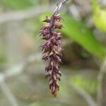 Bulbophyllum incurvum Virág