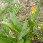 Heliconia psittacorum Leaf