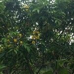 Senna × floribunda Habit