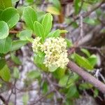 Embelia angustifolia Floare