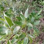 Rhamnus alaternusFrunză