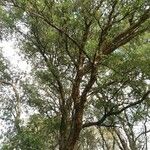Quercus suber Yaprak