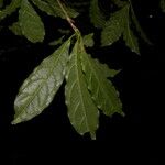 Terminalia amazonia Hoja