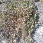 Arabis alpina Yeri