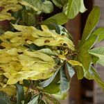 Terminalia ivorensis Meyve