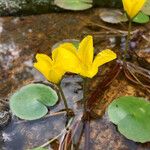 Nymphoides peltata ফুল