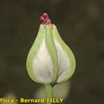 Vaccaria hispanica 果実