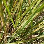 Heteropogon contortus Hoja
