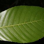 Pausandra trianae Yaprak