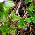 Euphrasia pectinata Leaf