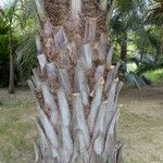 Butia capitata बार्क (छाल)