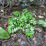 Elatostema paivaeanum Habitus