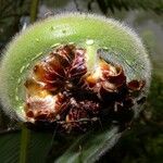 Cyathea bicrenata Плод