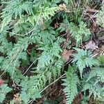 Asplenium adiantum-nigrum 整株植物