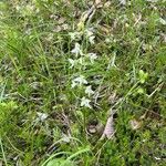 Platanthera × hybrida Flor