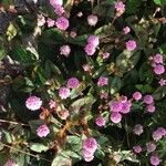 Persicaria capitata Flors