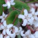 Leucopogon amplexicaulis Flower