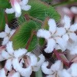 Leucopogon amplexicaulis