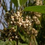 Callicarpa macrophylla Elinympäristö