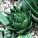 Aristaloe aristata cv. 'Cosmo' Агульны выгляд