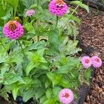 Zinnia elegans 整株植物