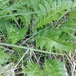 Cirsium tuberosum Blatt