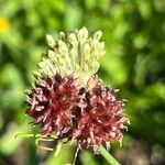 Allium vinealeFlors