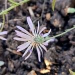 Symphyotrichum patens Flower