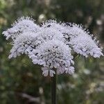 Oenanthe silaifolia Flower