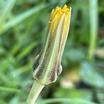 Tragopogon minor Flower