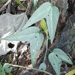 Passiflora capsularis Leaf