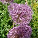 Allium nigrumFlors