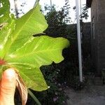 Cecropia pachystachya Leaf