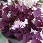 Oxalis triangularis A. St.-Hil. Цвят