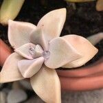 Graptopetalum paraguayense Foglia