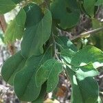 Combretum collinum Leaf